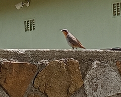 Cossypha caffra caffra