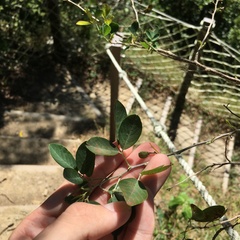 Dendrolobium dispermum