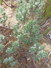 Xiphotheca lanceolata