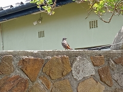 Cossypha caffra caffra