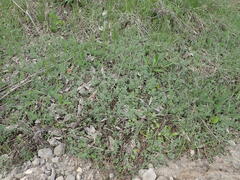 Artemisia austriaca