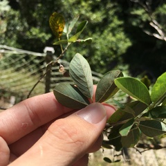 Dendrolobium dispermum