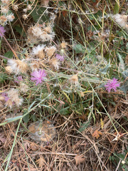 Centaurea calcitrapa