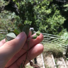 Dendrolobium dispermum