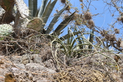 Puya