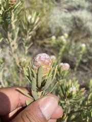 Leucadendron lanigerum laevigatum