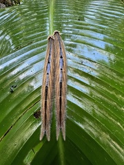 Caligo brasiliensis