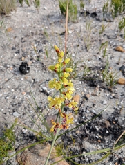 Tritoniopsis parviflora