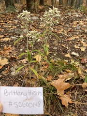 Pseudognaphalium obtusifolium