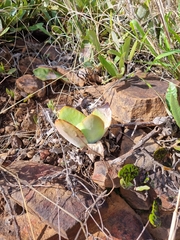Kalanchoe thyrsiflora