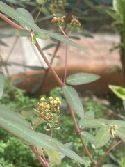 Euphorbia hypericifolia