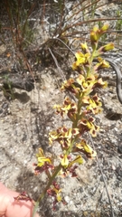 Tritoniopsis parviflora