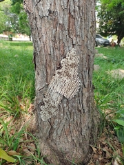 Thysania agrippina
