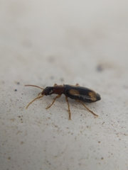 Dromius quadrimaculatus