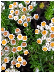 Helichrysum teretifolium