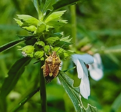 Agonoscelis versicoloratus