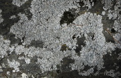 Physcia caesia