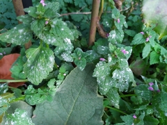 Neoerysiphe galeopsidis