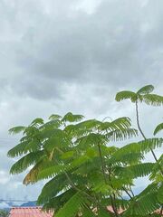 Delonix regia