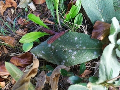 Golovinomyces verbasci