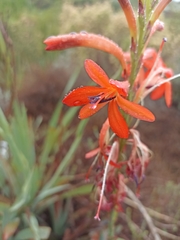 Watsonia angusta