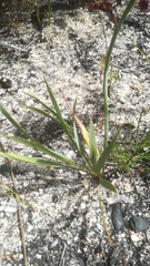 Tritoniopsis parviflora