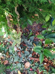 Golovinomyces verbasci