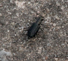 Cicindela punctulata punctulata
