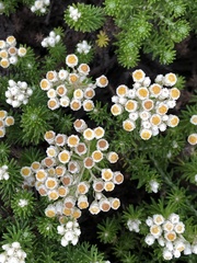 Helichrysum teretifolium