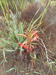 Watsonia angusta
