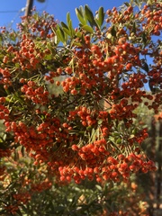 Pyracantha angustifolia