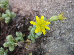 Pectis multiflosculosa