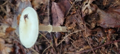 Amanita bisporigera