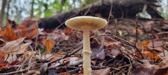 Amanita bisporigera