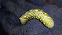 Manduca sexta
