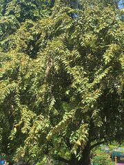 Phyllanthus acidus