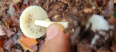 Amanita bisporigera