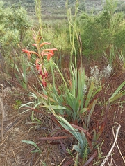 Watsonia angusta