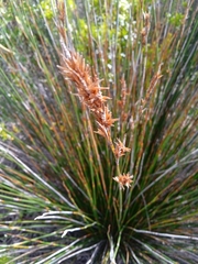 Thamnochortus insignis