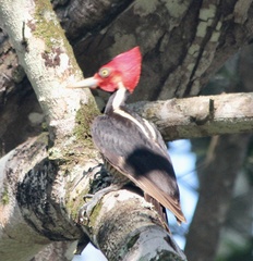 Campephilus guatemalensis