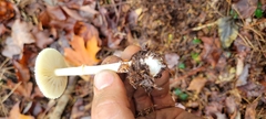 Amanita bisporigera