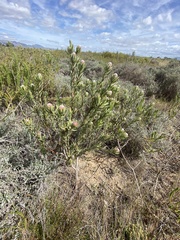 Leucadendron lanigerum laevigatum