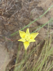 Moraea bituminosa