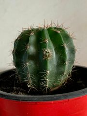 Echinopsis