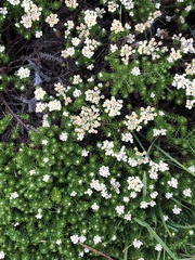 Helichrysum teretifolium