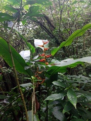 Heliconia latispatha