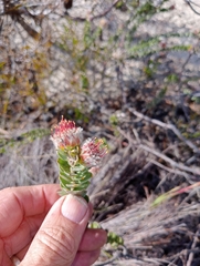 Leucospermum truncatulum
