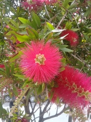 Melaleuca