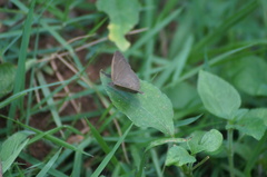 Cissia phronius