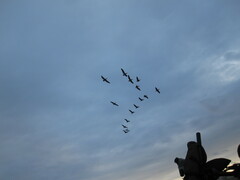 Pelecanus occidentalis